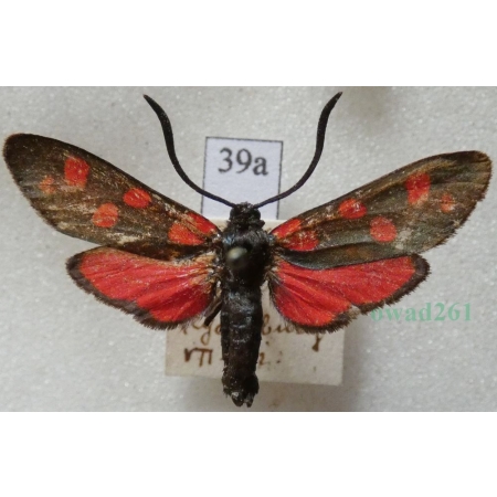 Zygaena transalpina (Esper, 1780) Kraśnik transalpejski Deutschland39a